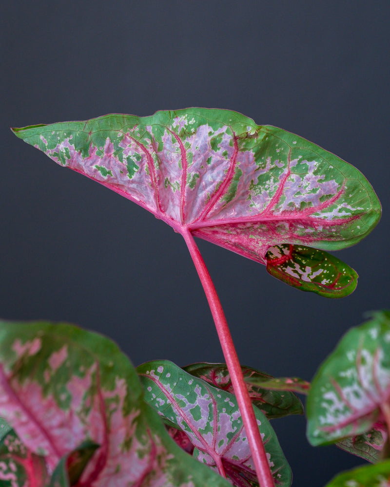 Detailaufnahmen einer Caladium 'Roze'