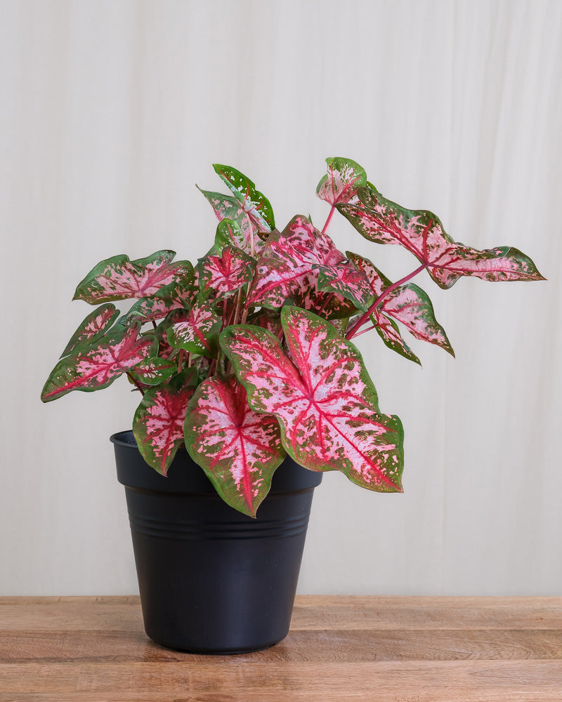 Caladium Pflege und Fakten [Pflanzenlexikon] feey GmbH