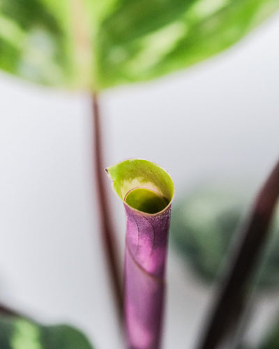 Nahaufnahme einer Calathea Roseopicta
