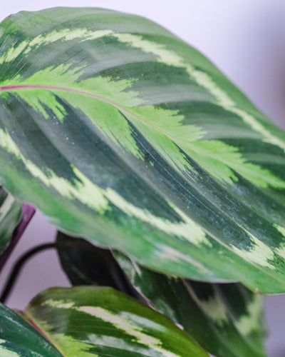 Nahaufnahme einer Calathea Roseopicta