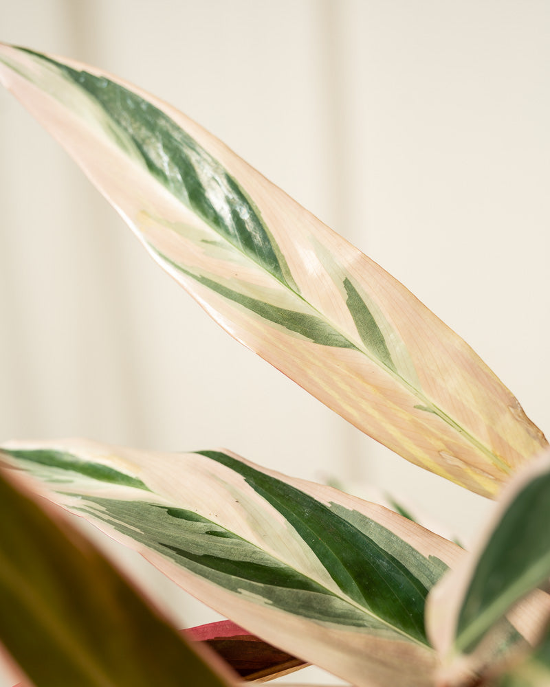 Nahaufnahme der bunten Blätter einer Calathea Triostar.
