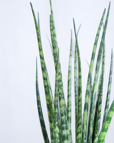 Baby Sansevieria ‘Mikado’ Detailaufnahme.