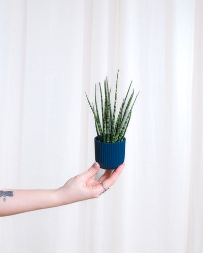 Baby Sansevieria ‘Mikado’ in dunkelblauem Töpfchen wird von links von einer Hand ins Bild gehalten. 