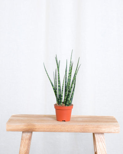 Baby Sansevieria ‘Mikado’ ohne Übertopf.
