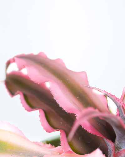 Baby Cryptanthus Bivittatus Pink Star, Detailshot der Blätter