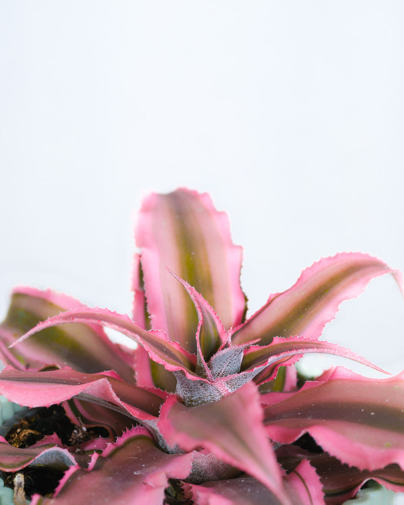 Baby Cryptanthus Bivittatus Pink Star, Detailaufnahme der Blätter.