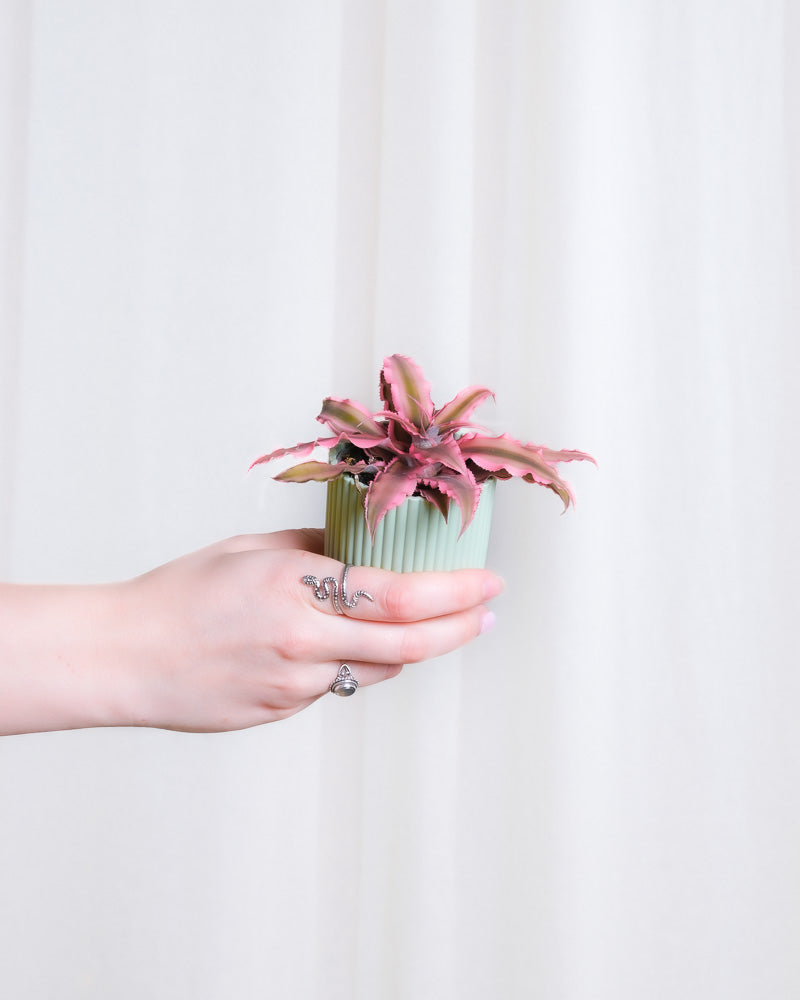 Baby Cryptanthus Bivittatus Pink Star in mintgrünem Übertopf wird von einer Hand von links ins Bild gehalten.