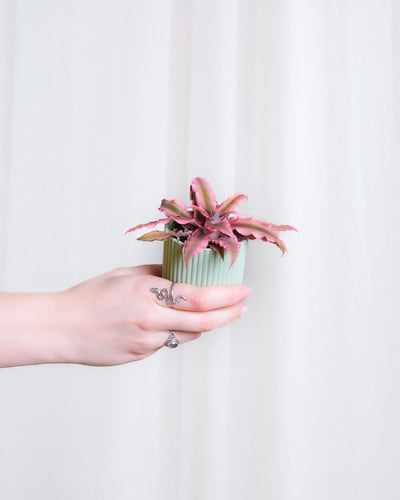 Baby Cryptanthus Bivittatus Pink Star in mintgrünem Übertopf wird von einer Hand von links ins Bild gehalten.