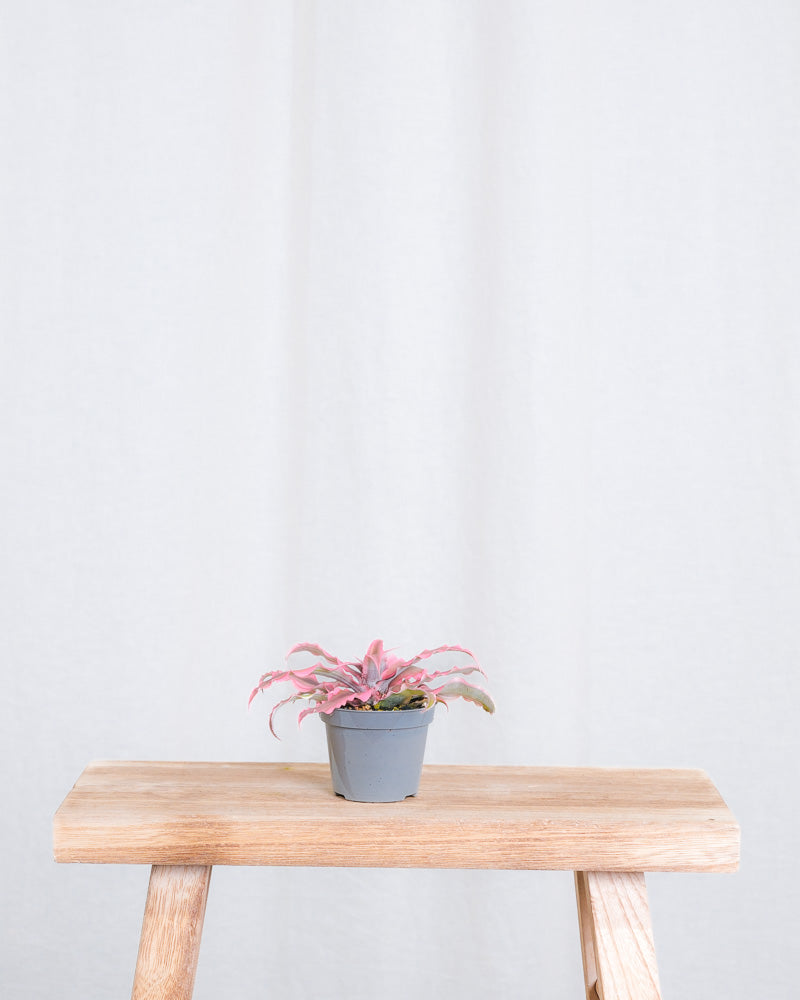 Baby Cryptanthus Bivittatus Pink Star ohne Übertopf