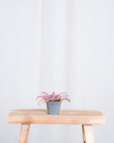 Baby Cryptanthus Bivittatus Pink Star ohne Übertopf