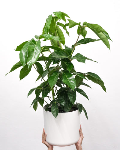 Schefflera amate vor einer weissen Wand in einem weissen Topf.