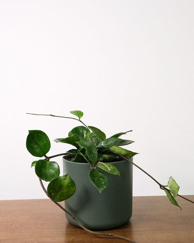 Hoya Silver Flake in grünem Topf