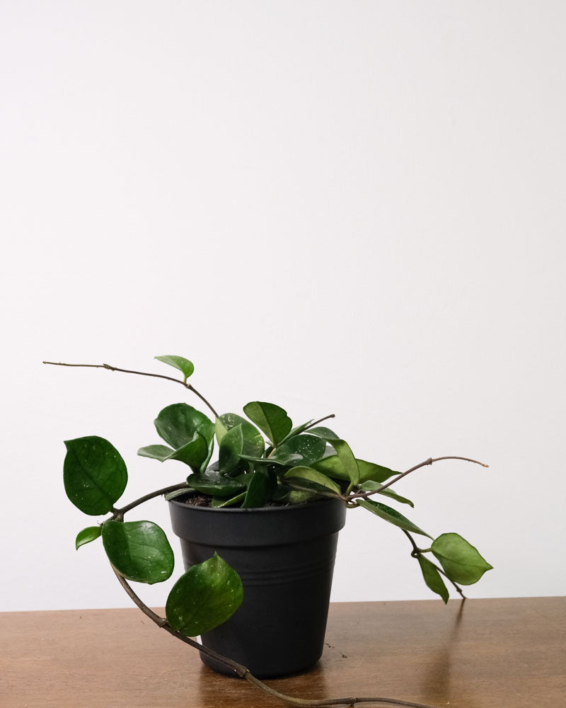 Hoya Silver Flake in schwarzem Innentopf