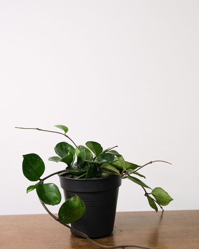 Hoya Silver Flake in schwarzem Innentopf