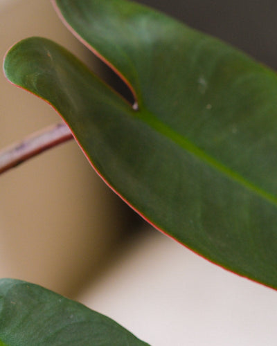 Detailaufnahme Philodendron atabapoense Blatt