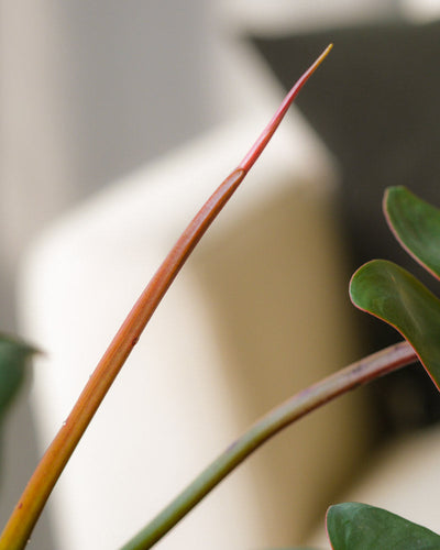 Detailaufnahme Philodendron atabapoense Blatt