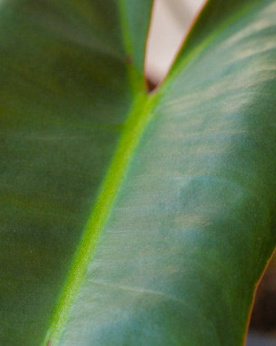 Detailaufnahme Philodendron atabapoense Blatt