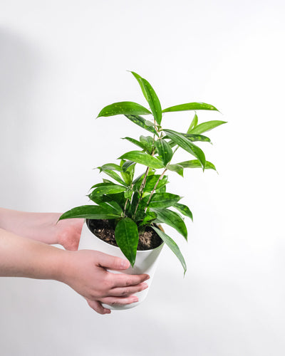 Dracena Surculosa gehalten von zwei Frauenhände