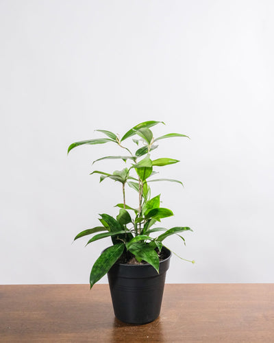 Dracena Surculosa in einem schwarzen Innentopf