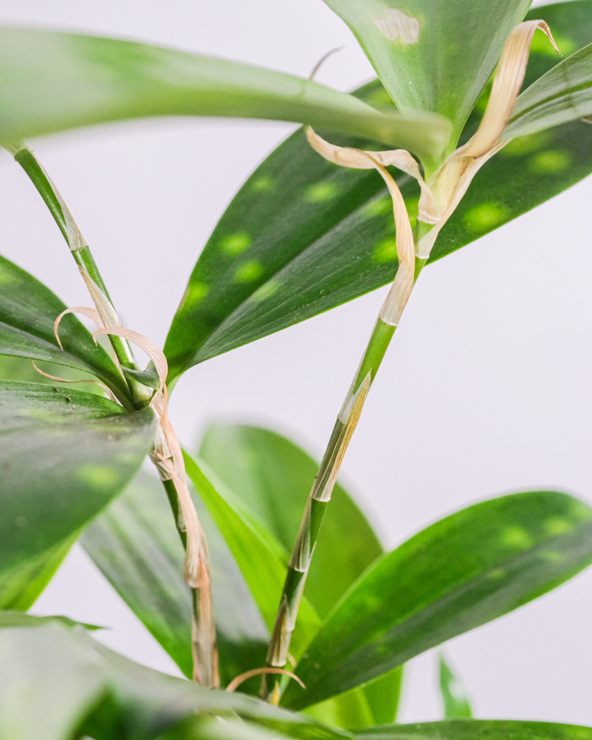 Nahaufnahme von Dracena Surculosa Blätter