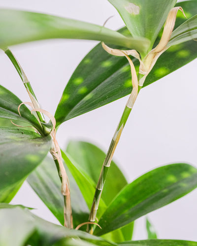 Nahaufnahme von Dracena Surculosa Blätter
