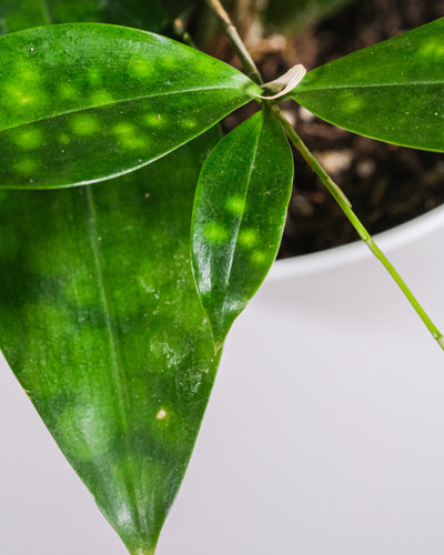 Nahaufnahme von Dracena Surculosa Blätter