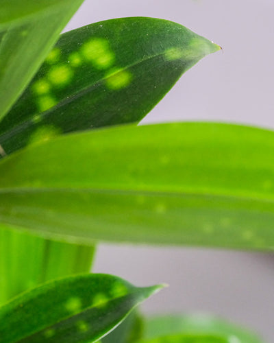 Nahaufnahme von Dracena Surculosa Blätter