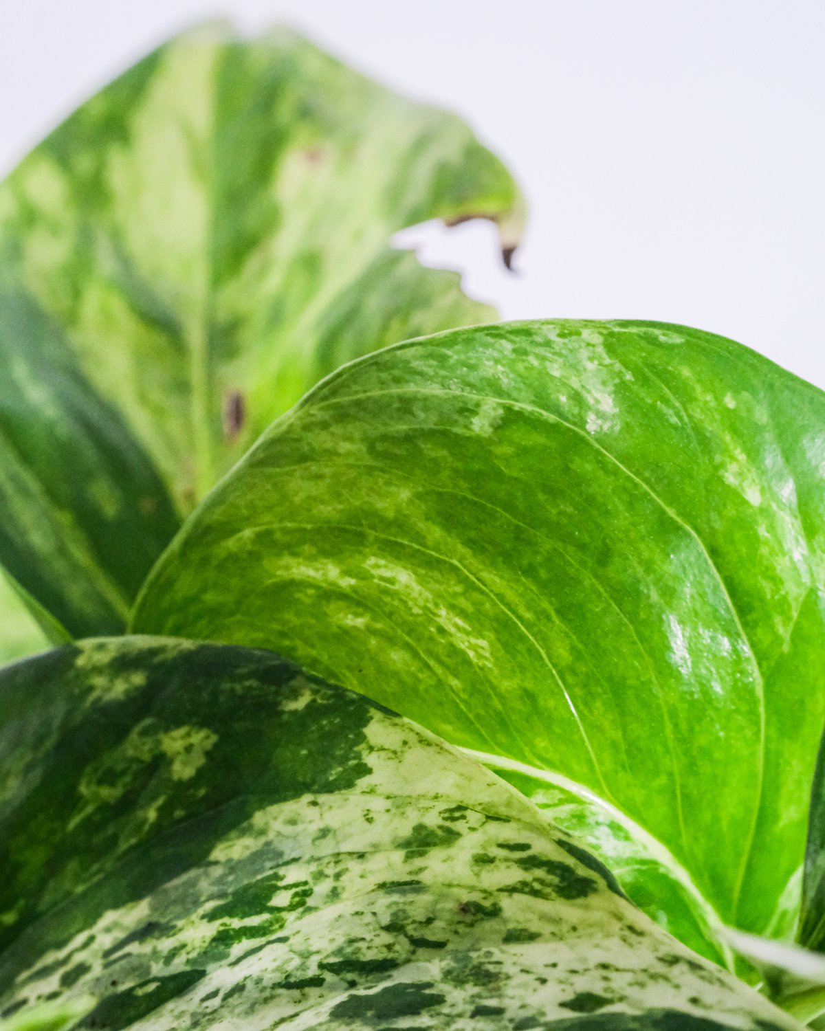 Detailaufnahme Efeutute Marble Queen