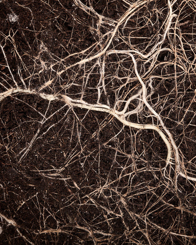 Bild von Erde durchwachsen mit gesunden Wurzlen gestärkt vom Wurzelbooster von feey 