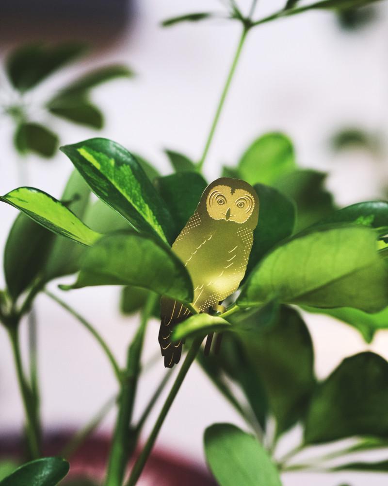 Goldene Eule steckt in Schefflera-Blättern