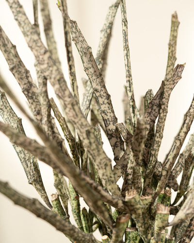 Euphorbia platyclada
