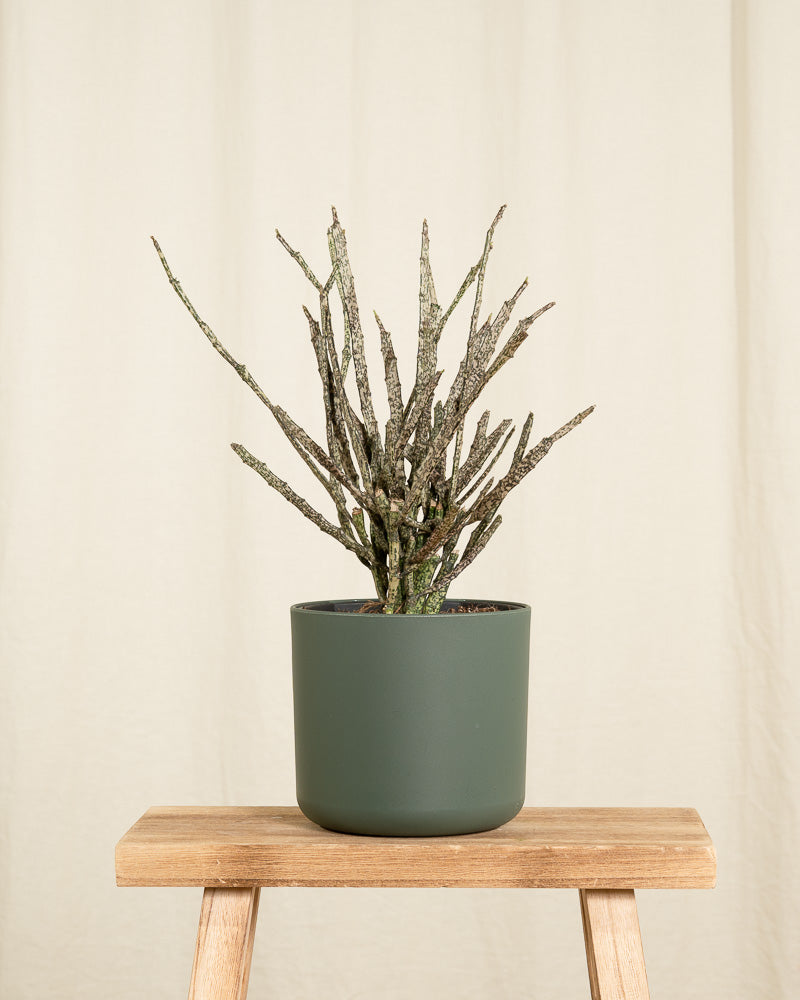 Euphorbia platyclada