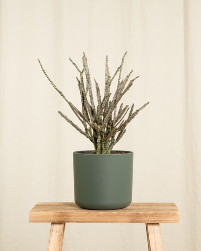 Euphorbia platyclada