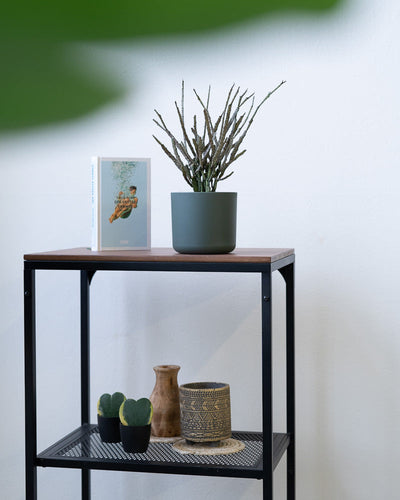 Euphorbia platyclada