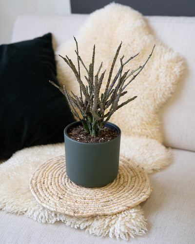 Euphorbia platyclada