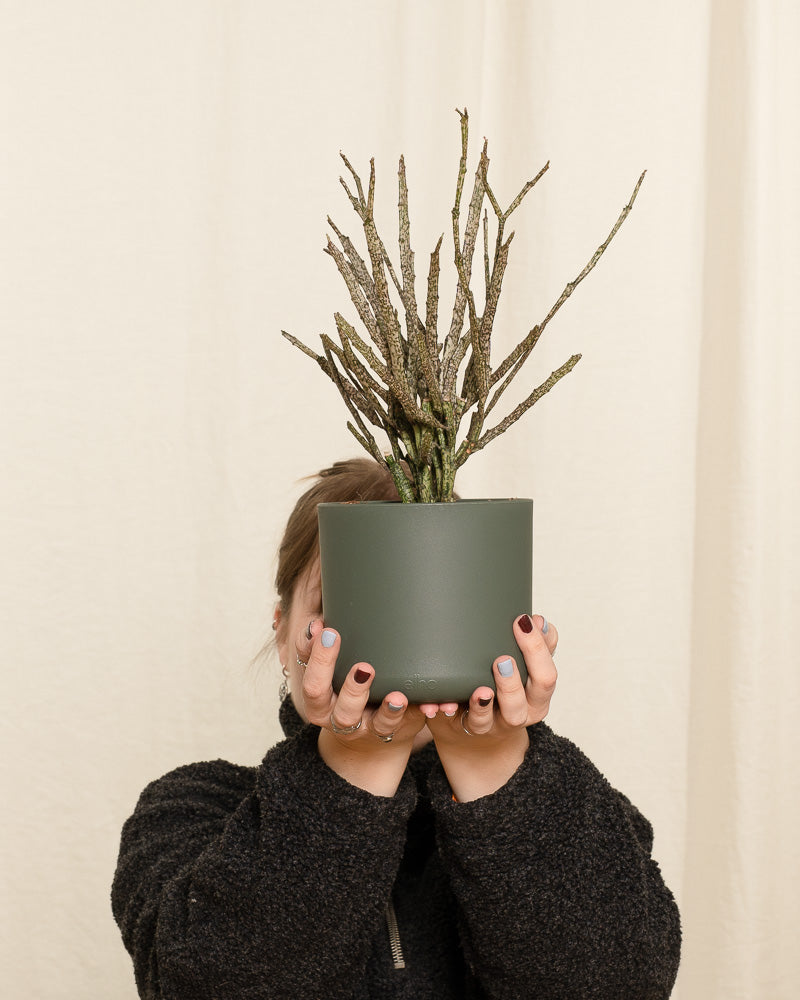 Euphorbia platyclada