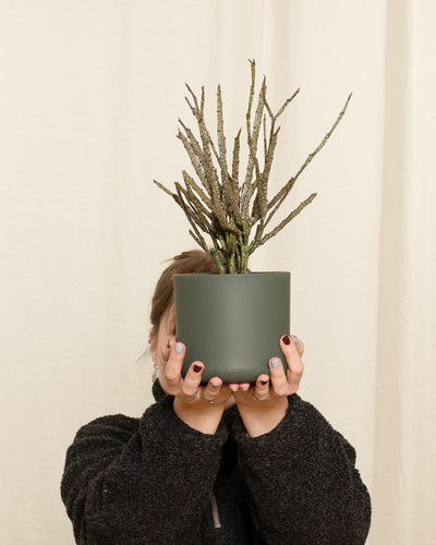 Euphorbia platyclada