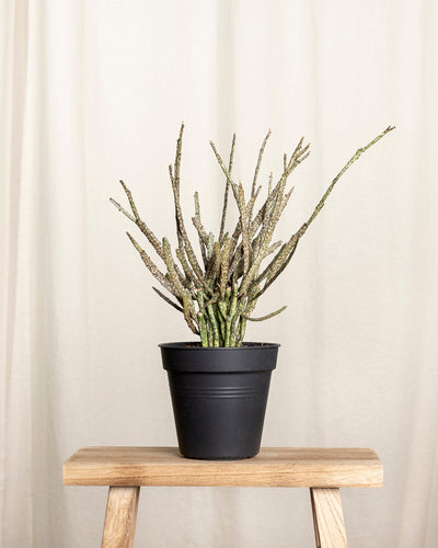 Euphorbia platyclada