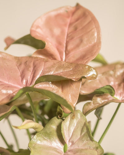 Detailaufnahme der farbigen Blätter einer Purpurtute Red Heart (Syngonium podophyllum 'Red Heart')