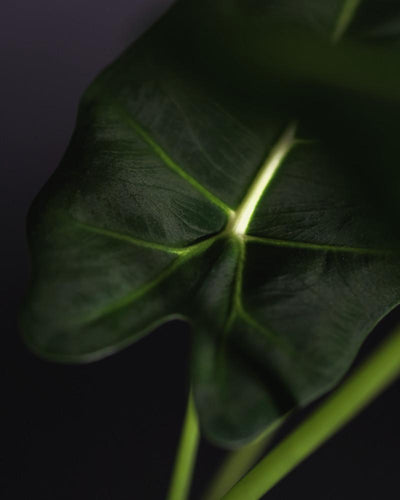 Detail Alocasia Frydek Blatt