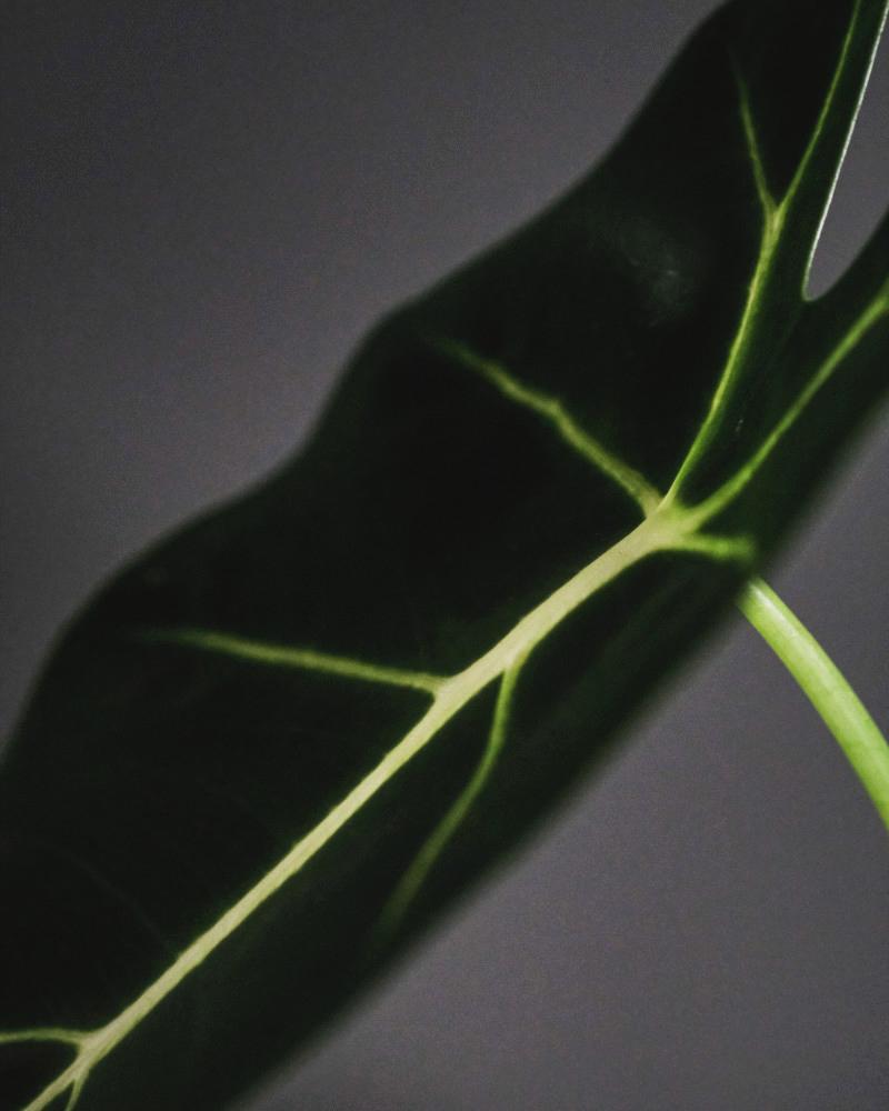 Detail Alocasia Frydek Blatt