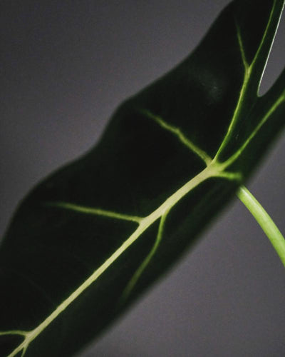 Detail Alocasia Frydek Blatt