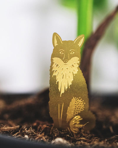 Goldener Messing-Fuchs sitzt in der Erde einer Zimmerpflanze - Nahaufnahme