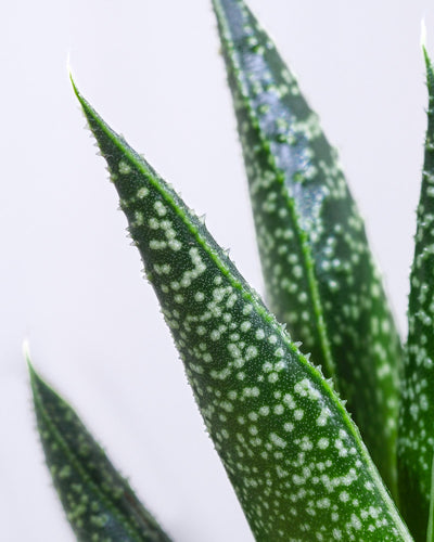 Baby Gasteria ‘Flow’, Detailaufnahme