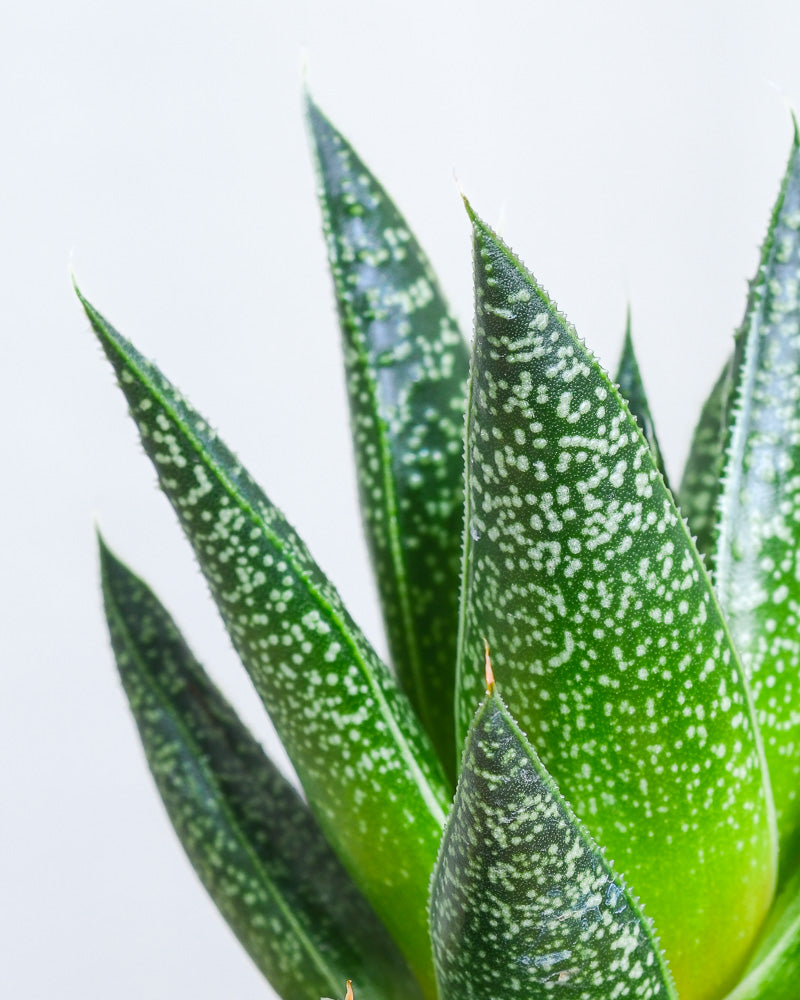 Baby Gasteria ‘Flow’, Detailaufnahme