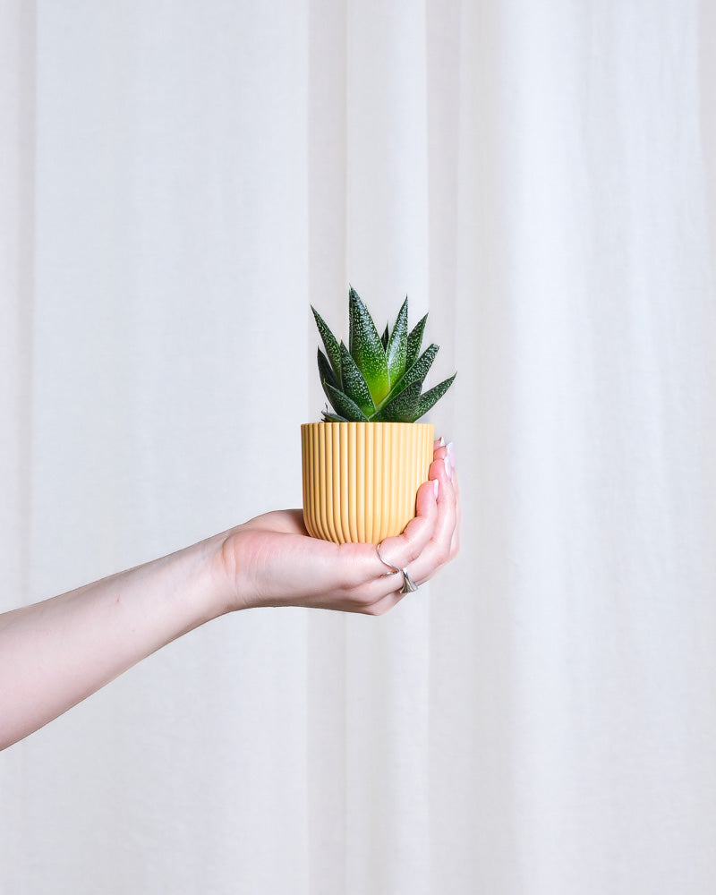 Baby Gasteria ‘Flow’ in gelbem Übertopf wird von links von einer Hand ins Bild gehalten