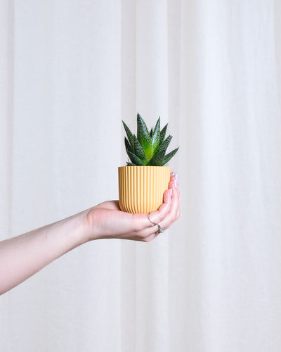 Baby Gasteria ‘Flow’ in gelbem Übertopf wird von links von einer Hand ins Bild gehalten