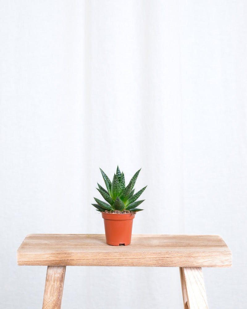 Baby Gasteria ‘Flow’ ohne Übertopf.