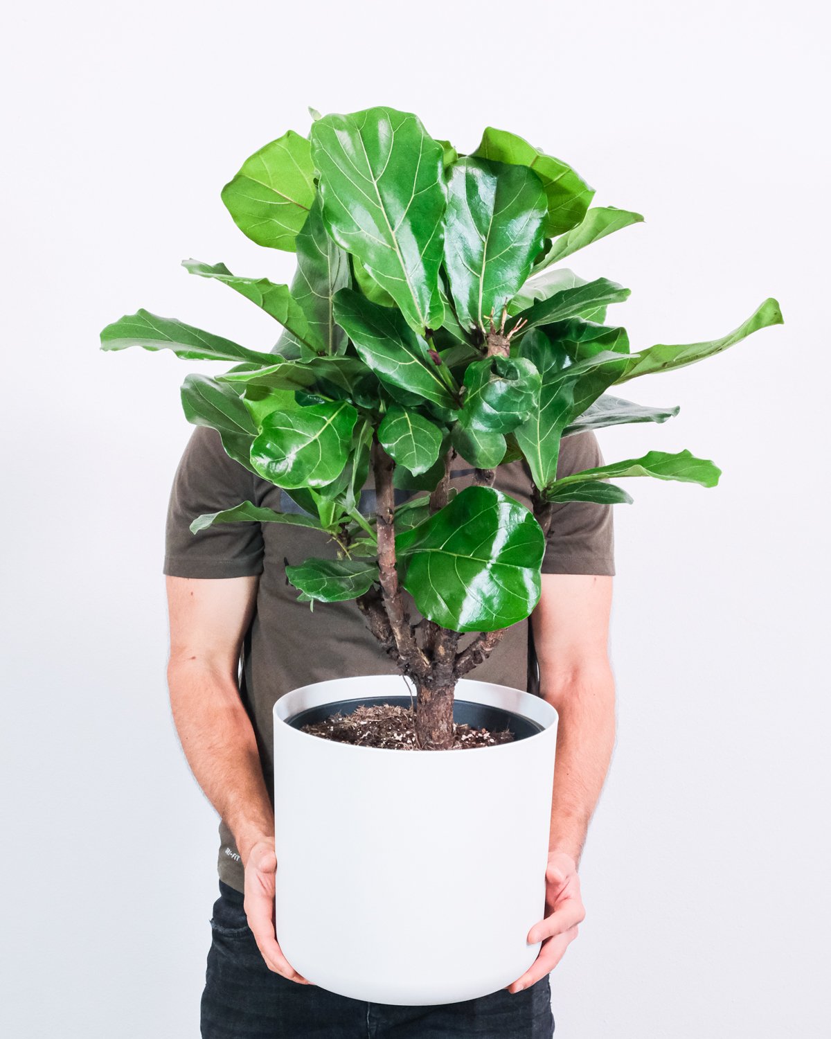 Einen Mann hält eine grosse Geigenfeige XL in weissem Topf vor sein Gesicht