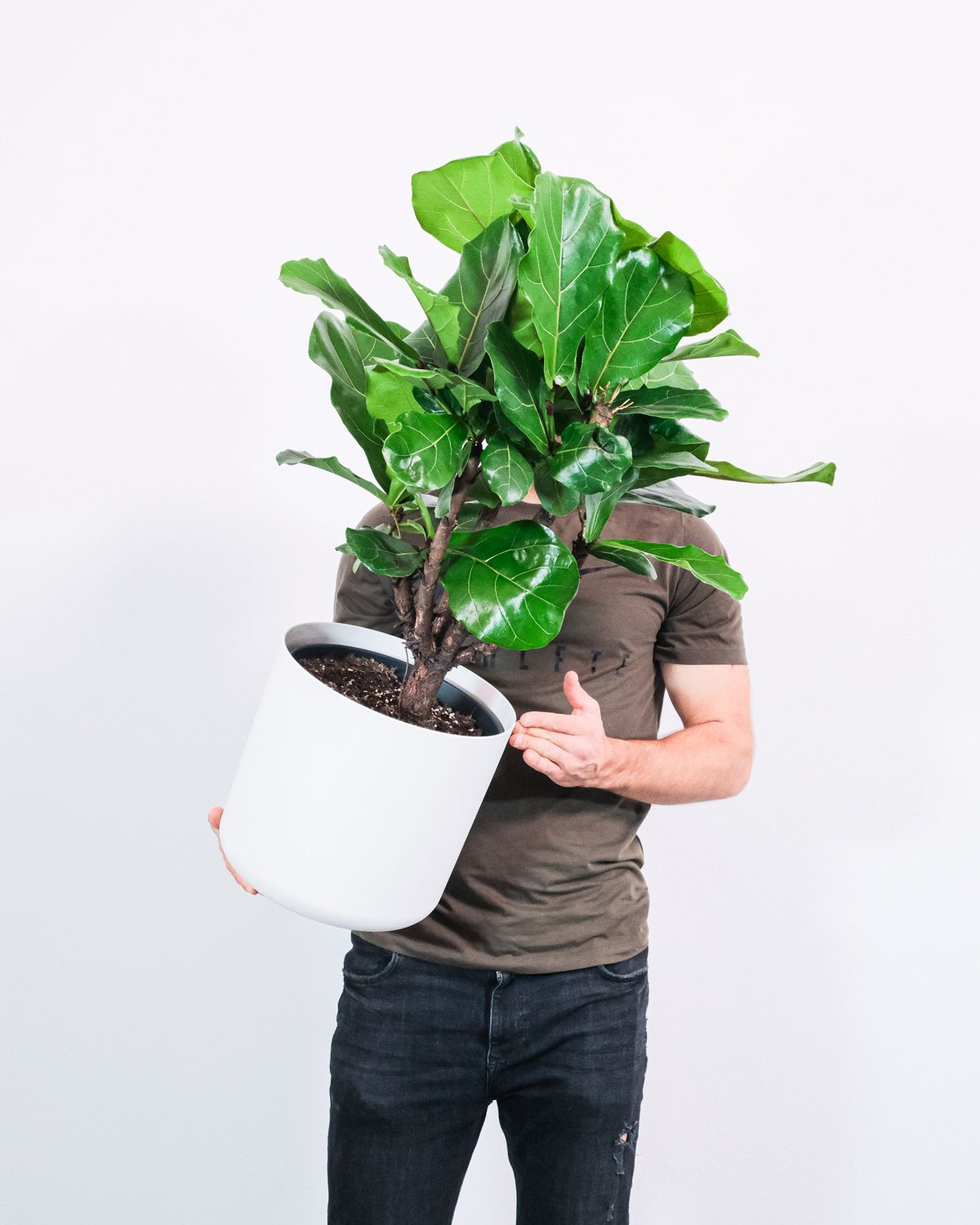 Einen Mann hält eine grosse Geigenfeige XL in weissem Topf vor sein Gesicht